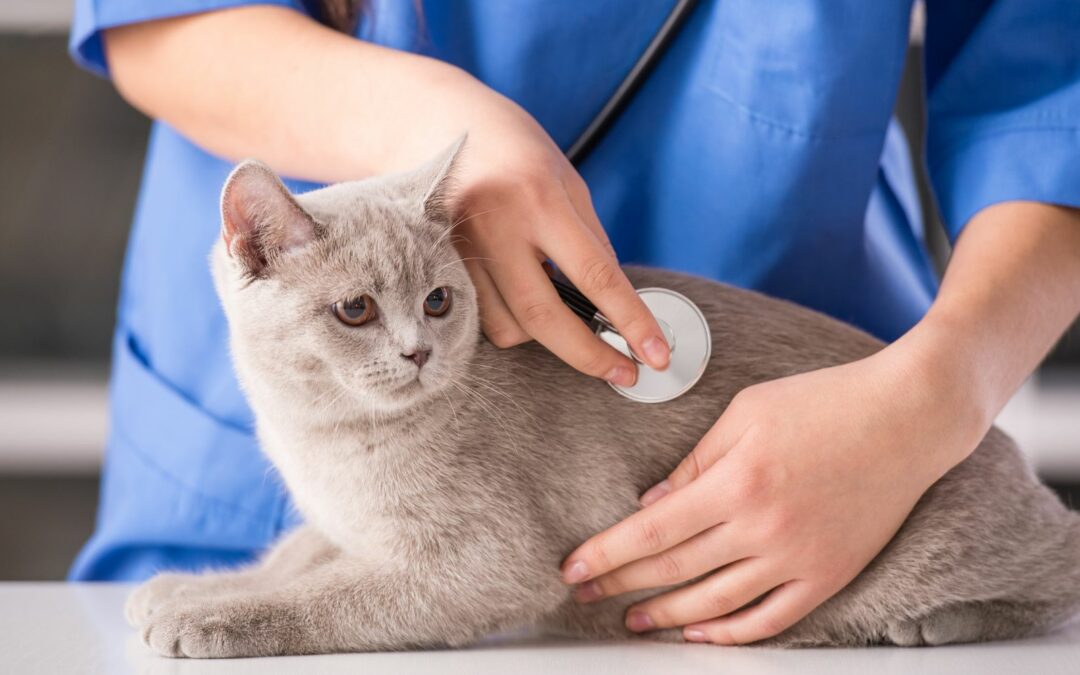 Detect and Treat Bacterial Urinary Tract Infections in Pets