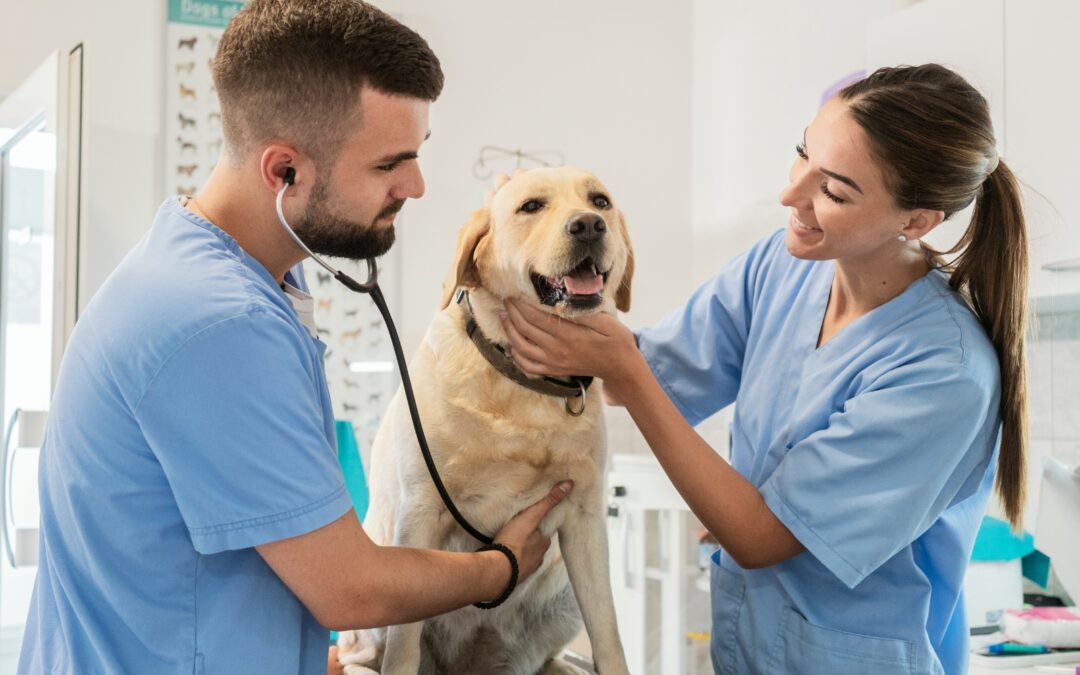 The Importance of Testing Dog and Cat Urine for Bacterial Infections