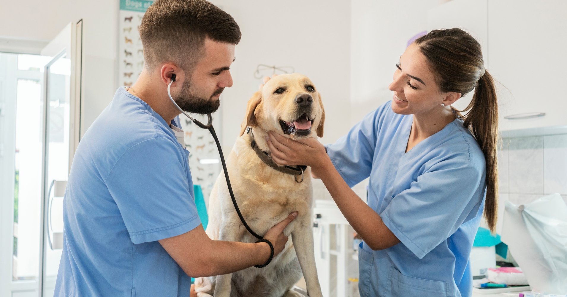 The Importance of Testing Dog and Cat Urine for Bacterial Infections 🐾